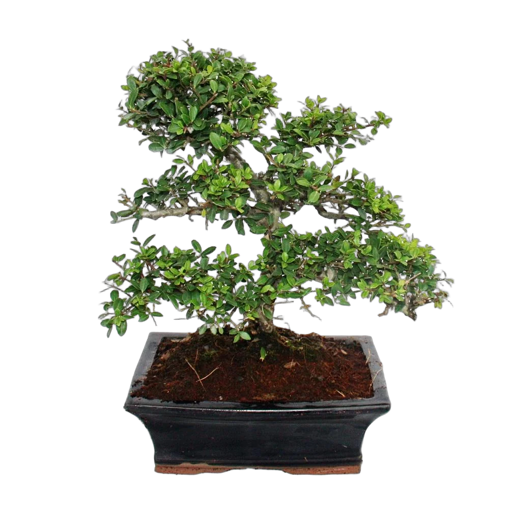 Бонсай Падуб, Дуб каменный, илекс - Bonsai Quercus ilex D25 H35