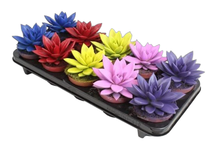 Эхеверия Миранда - Echeveria Miranda Metallic Paint D5 H12