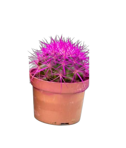 Эхинокактус Грузони малиновый - Echinocactus grusonii painted D5 H9