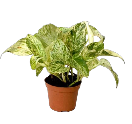 Эпипремнум Марбл Квин - Epipremnum marble queen D12 H15