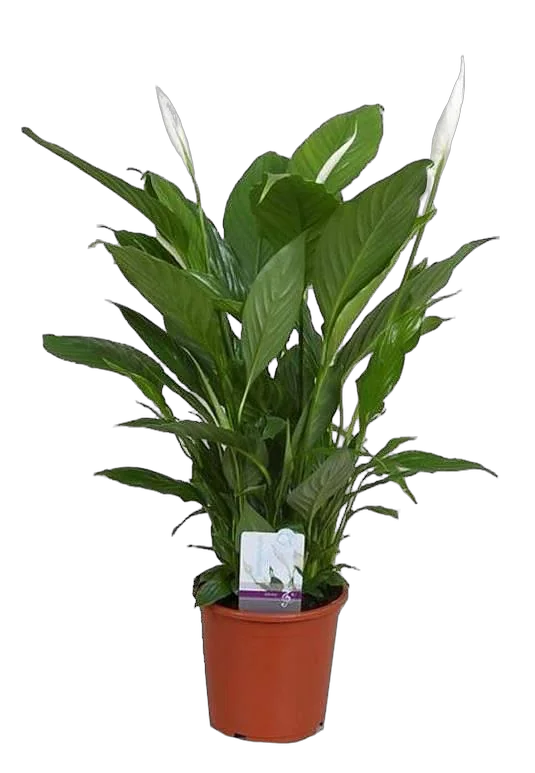 Спатифилиум белый- Spathiphyllum Verdi D17 H70