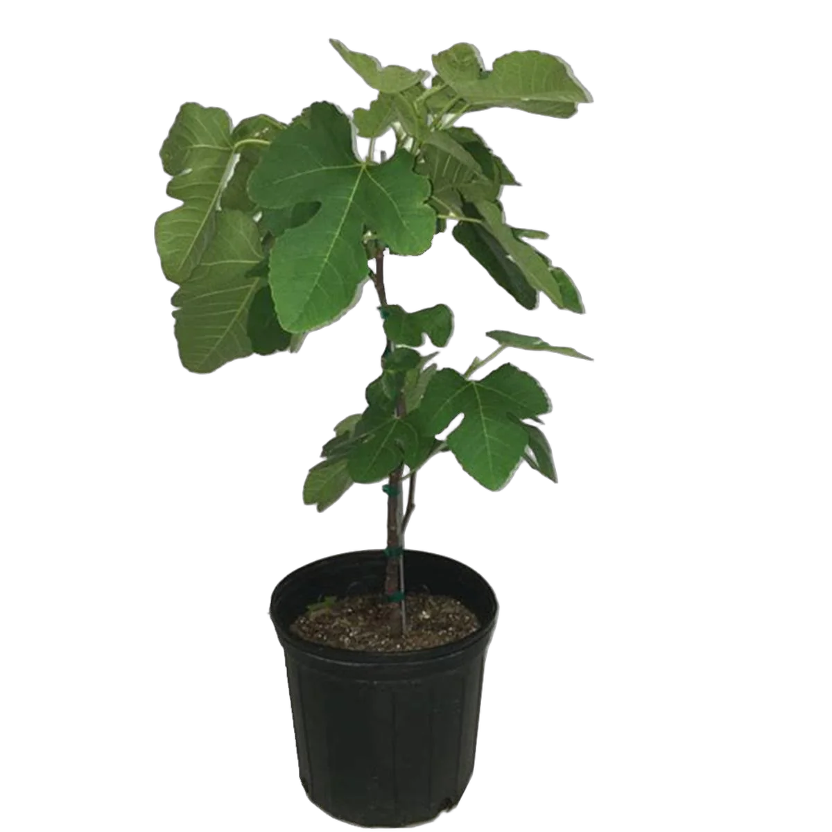 Инжир Далматский - FICUS CARICA 'DALMATIE' D14 H50