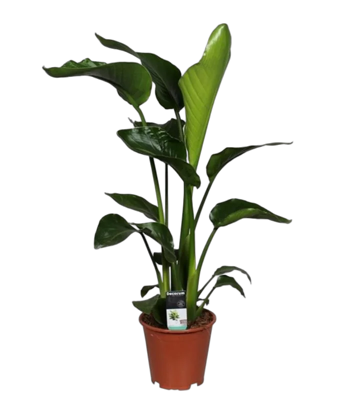 Стрелиция Николай - Strelitzia Nicolai D22 H120