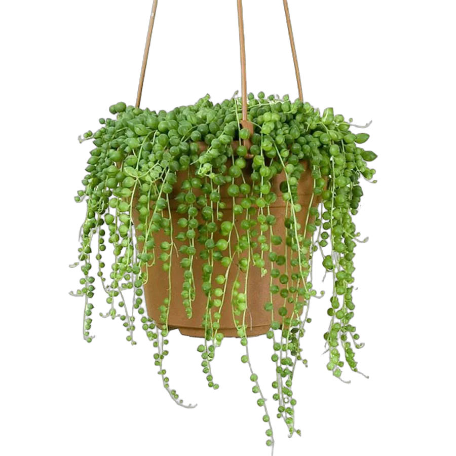 Крестовник (Сенецио) Рощлеянус - Senecio Rowleyanus Hanging D14 H40