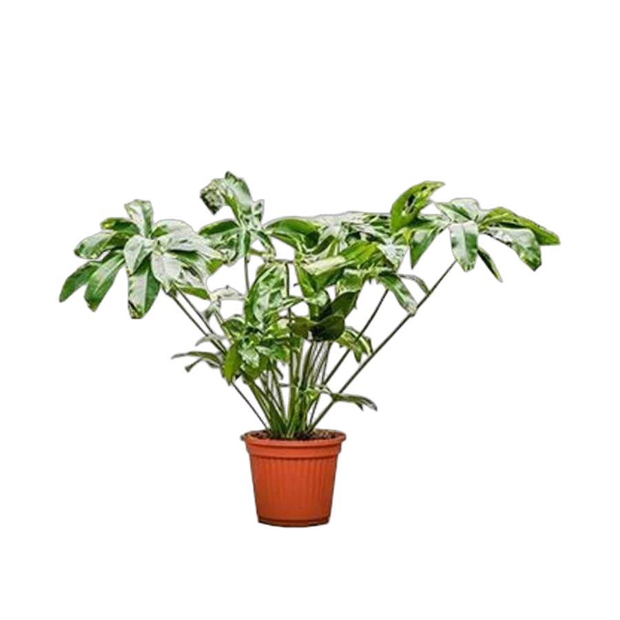 Филодендрон Грин Вондер - Philodendron Green Wonder D40 H130