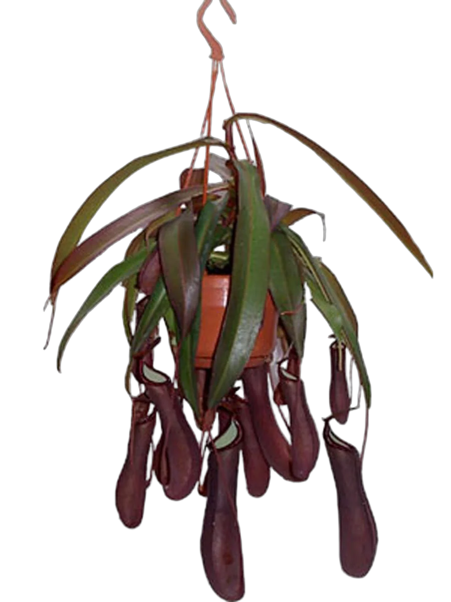 Непентес Ребекка - Nepenthes Rebecca D14 H55