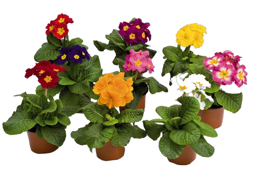 Примула обконика Микс - Primula D9 H15