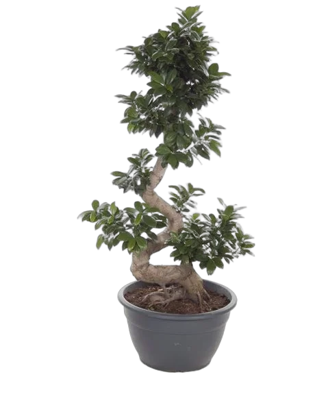 Бонсай Фикус Микрокарпа с закрученным стволом - Bonsai Ficus microcarpa D45 H140