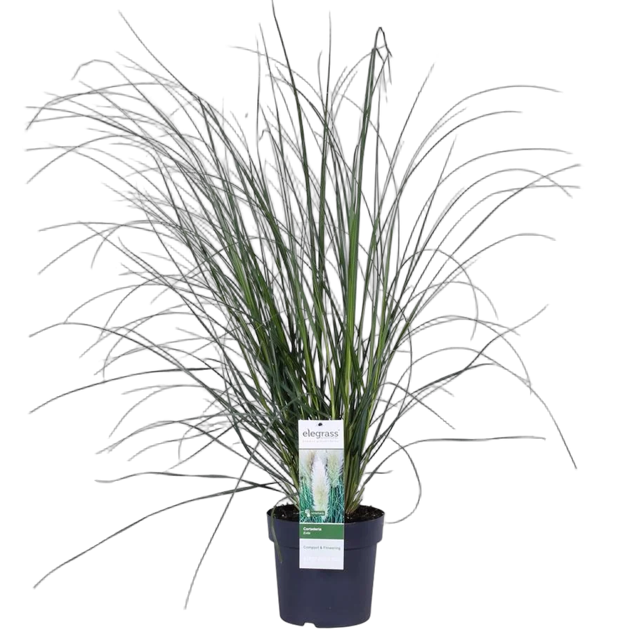 Кортадерия Селло (пампассная трава) Сильвер - Cortaderia selloana D23 H70