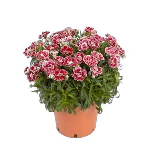 Гвоздика красно-белая - Dianthus D12 H20