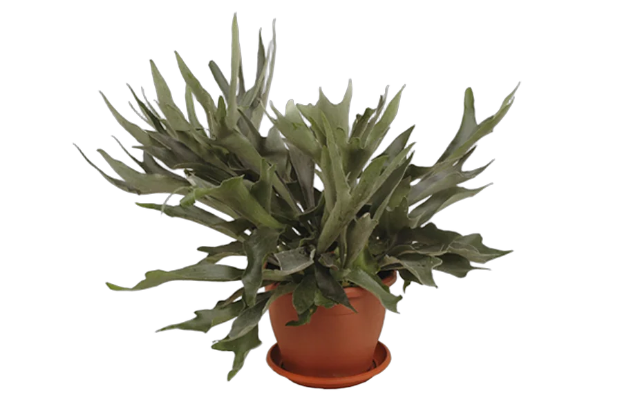 Платицериум оленерогий - Platycerium bifurcatum D18 H40