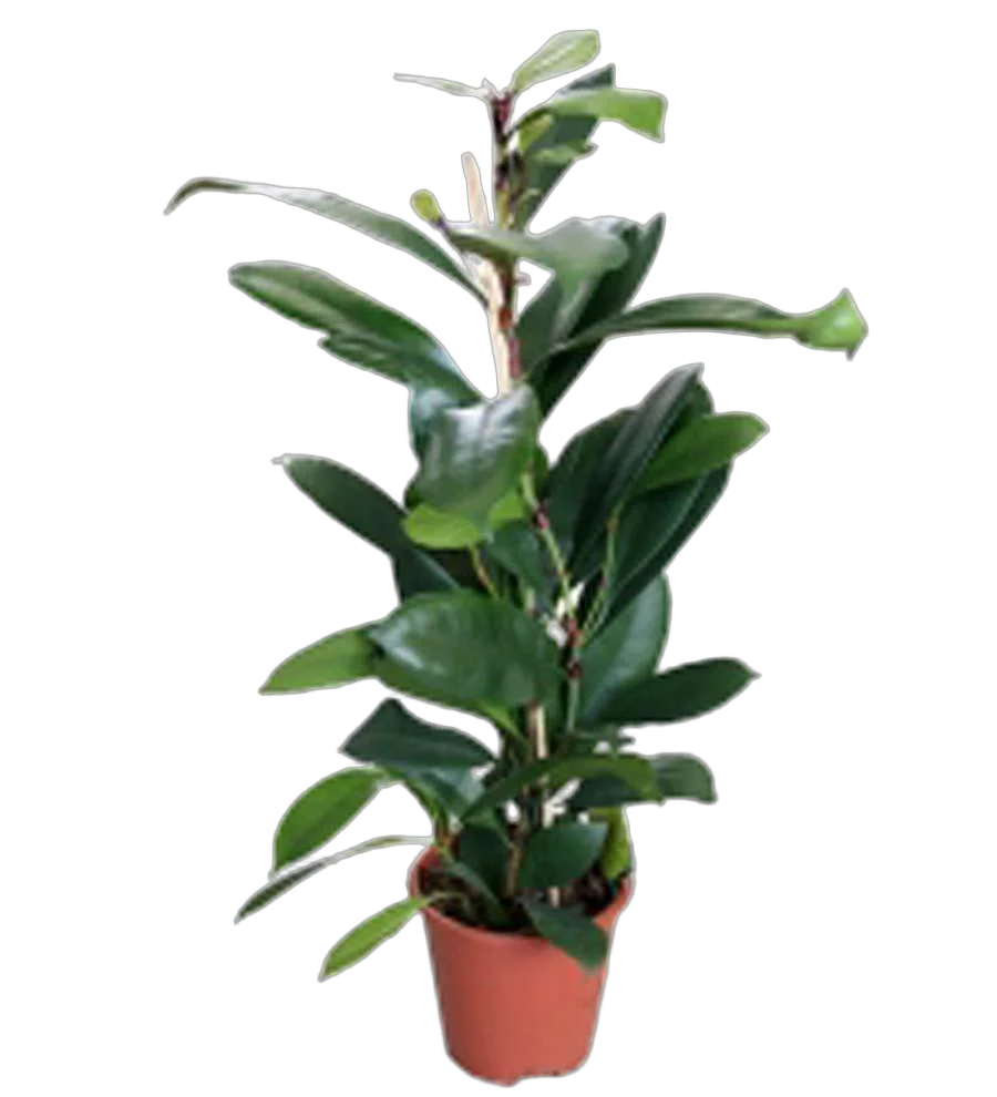 Фикус Циатистипула - Ficus Cyatistipula Zuil D12 H30