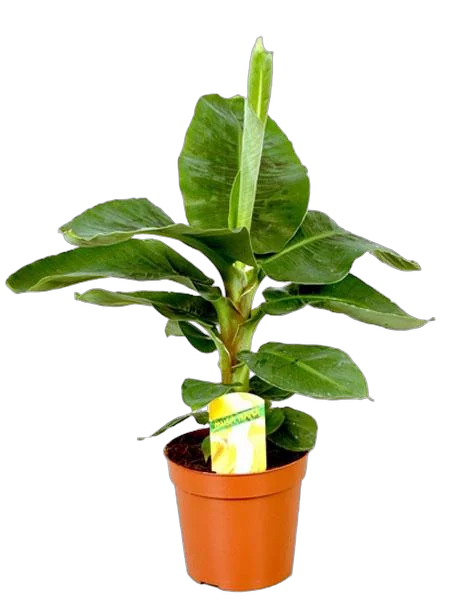 Банановая пальма Муса D12 H40