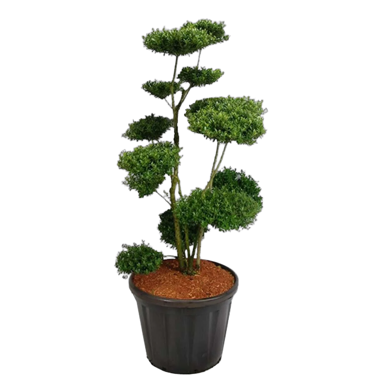 Бонсай Падуб, Дуб каменный, илекс - Bonsai Quercus ilex D60 H210