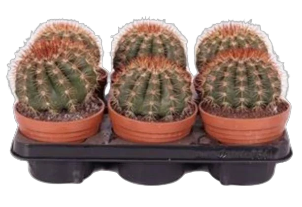 Мелокактус Бродвей - Melocactus Broadway D13 H25