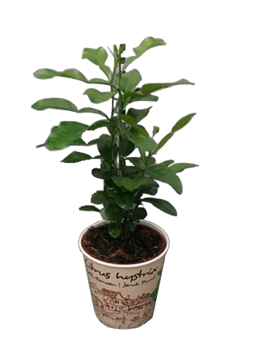 Каффир-лайм - Kaffir Limette (Citrus hystrix) D12 H35