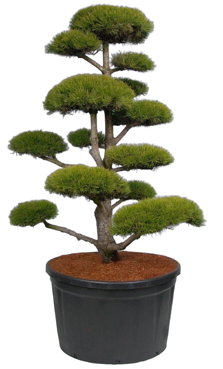 Бонсай Сосна - Bonsai Pinus mugo D91 H270