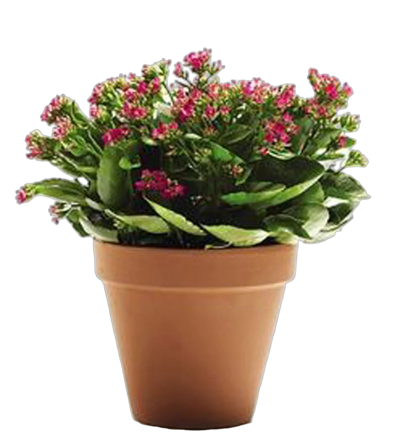 Каланхоэ Каландива пурпурный - Kalanchoe Calandiva Purple D12 H25