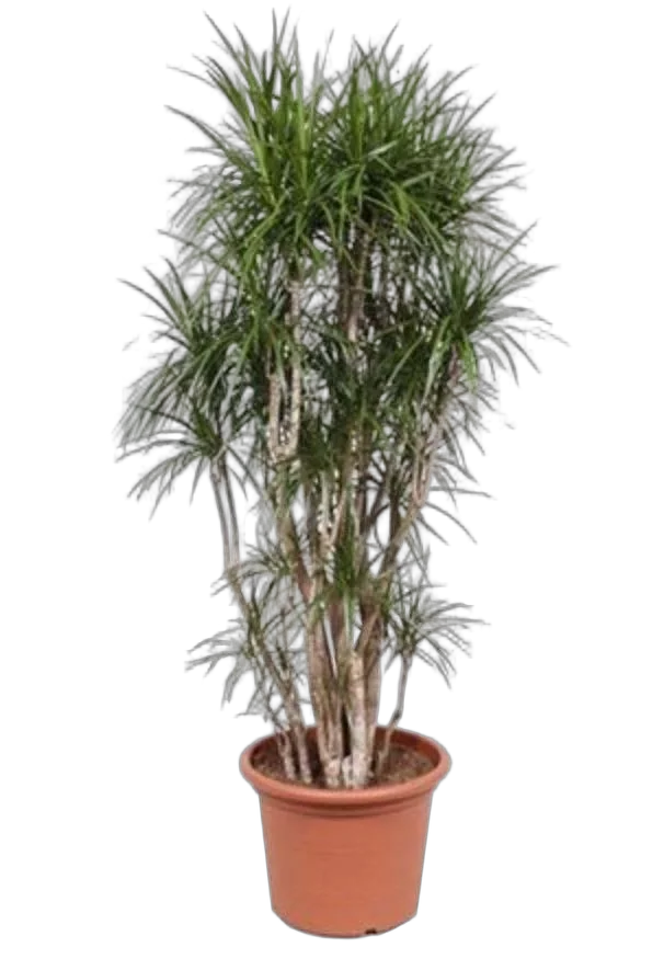 Драцена Маргината бранч - Drac Marginata Branched D50 H250