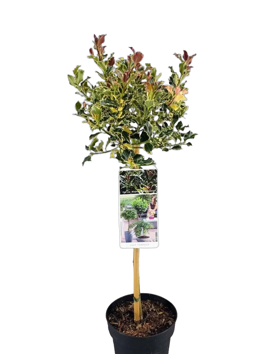 Падуб остролистный Аргентиа Маргината - Ilex aquifolium 'Argentea Marginat' D19 H85