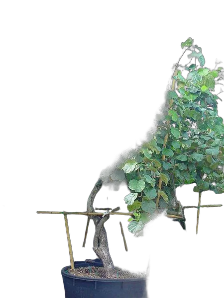 Киви (Актинидия) - Actinidia D50 H200