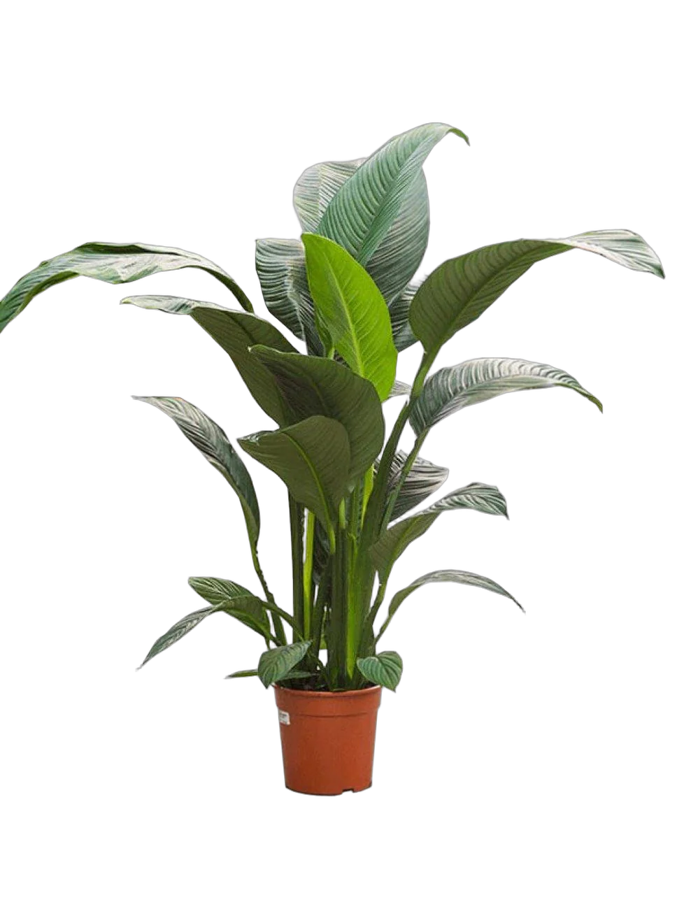 Спатифиллум Сенсация  D35 H140