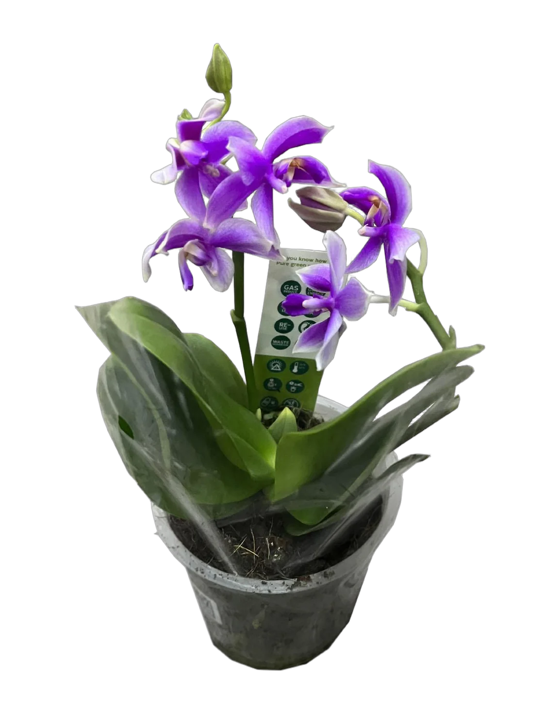 Фаленопсис мини 2 цветоноса - Phalaenopsis Pylo’s Novelty D9 H15
