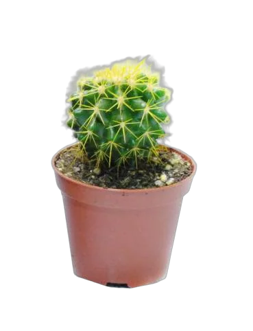 Эхинокактус Грузони - Echinocactus grusonii painted D5 H9
