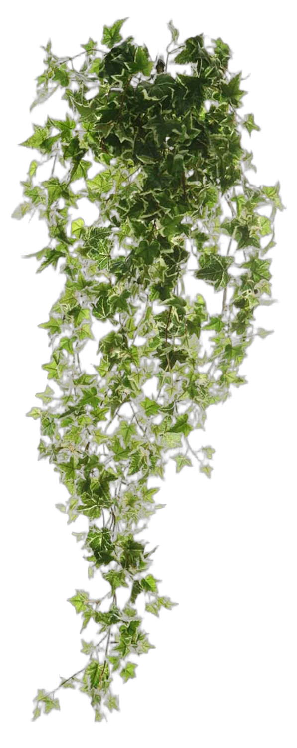 Хедера Хеликс Ева - Hedera Helix Eva D30 H110