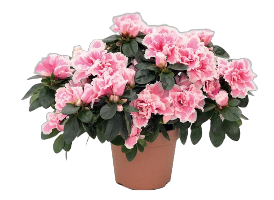 Азалия - Azalea D12 H30