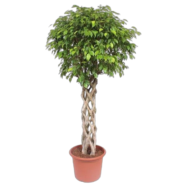 Фикус Бенджамина Экзотика труба - Ficus Be Exotica Tube D31 H140