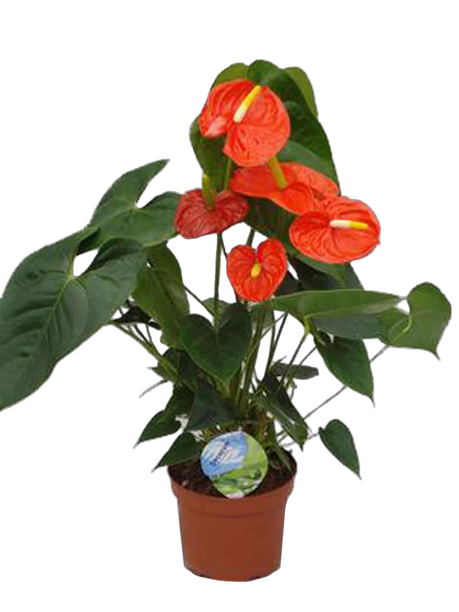 Антуриум Андреанум Оранжевый - Anthurium Orange D18 H70