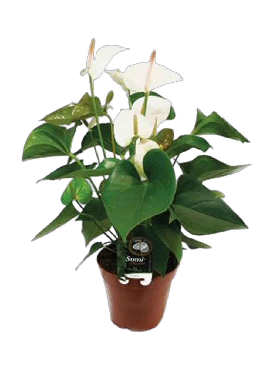 Антуриум Аркад белый - Anthurium Arcade D12 H35