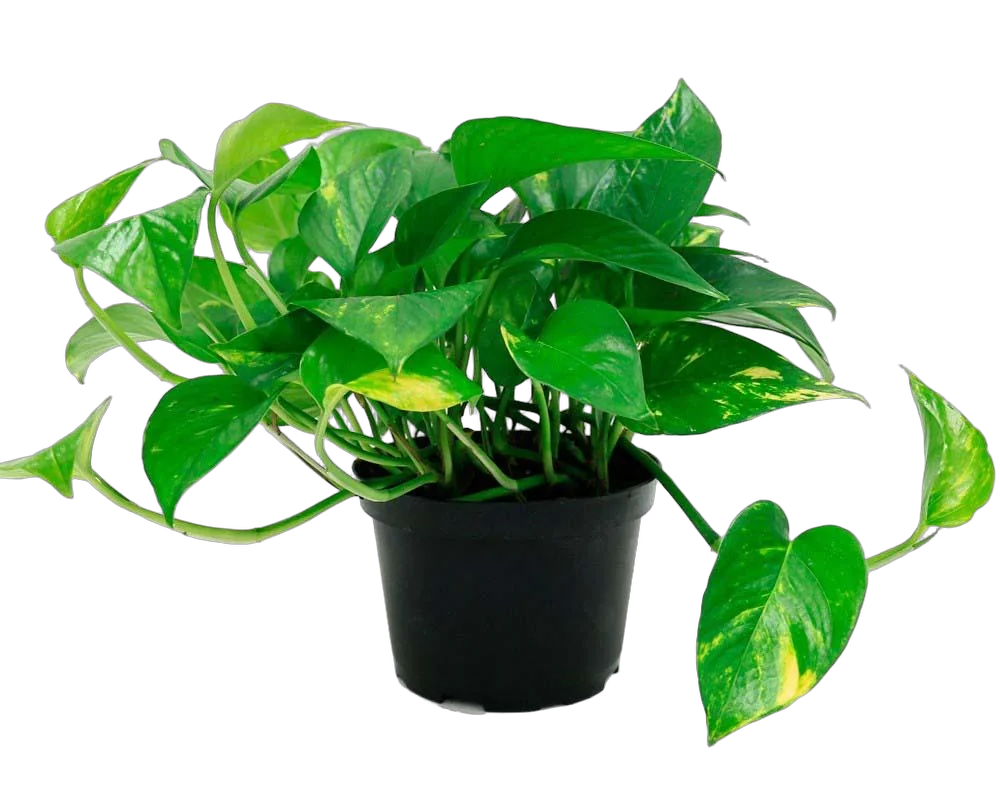 Эпипремнум Ауреум - Epipremnum Aureum D14 H20