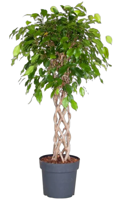 Фикус Бенджамина Экзотика цилиндр - Ficus benjamina Exotica D35 H150