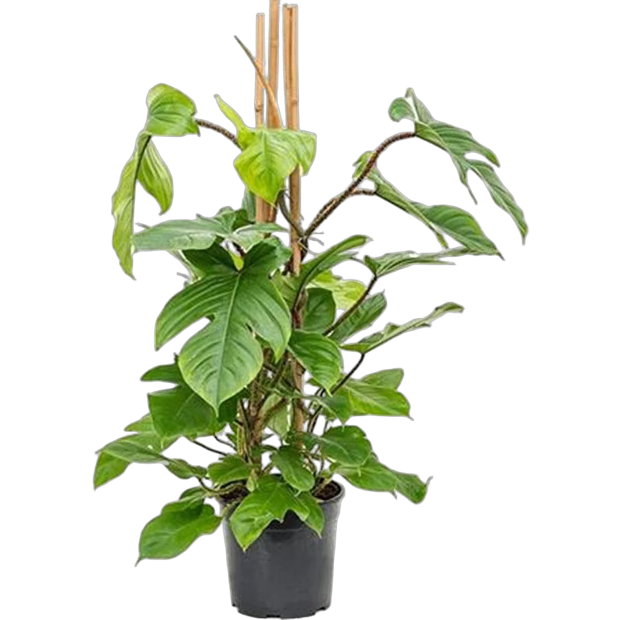 Филодендрон чешуеносный - Philodendron Squamiferum D24 H100