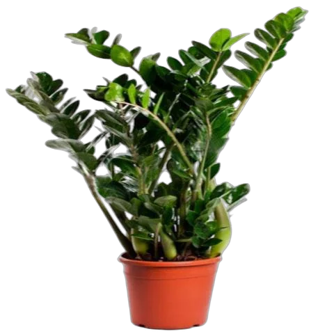 Замиокулькас - Zamioculcas zamiifolia D20 H80