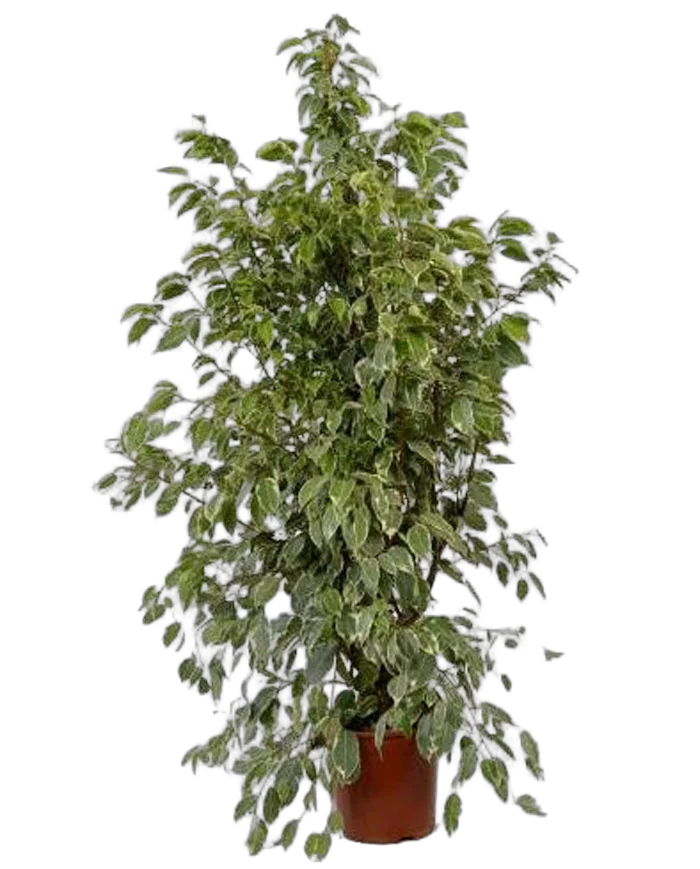 Бенджамина Голден Кинг - Ficus benjamina D40 H180