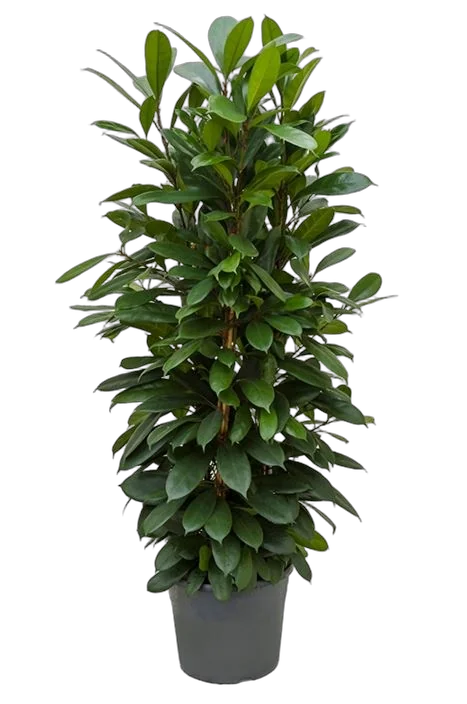 Фикус Циатистипула 3 ствола - Ficus cyathistipula D31 H150