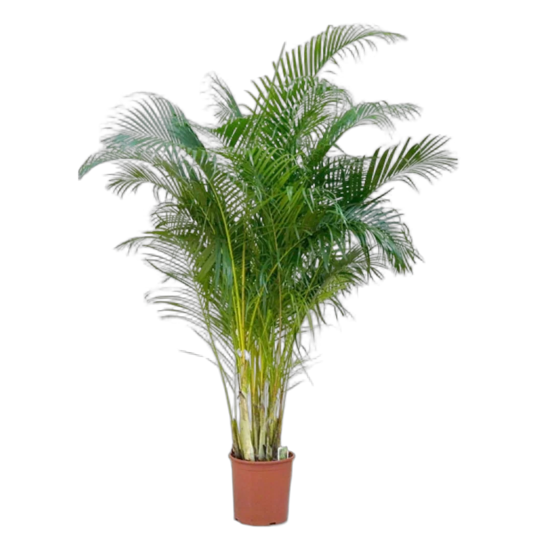 Пальма Хризалидокарпус - Chrysalidocarpus D21 H120