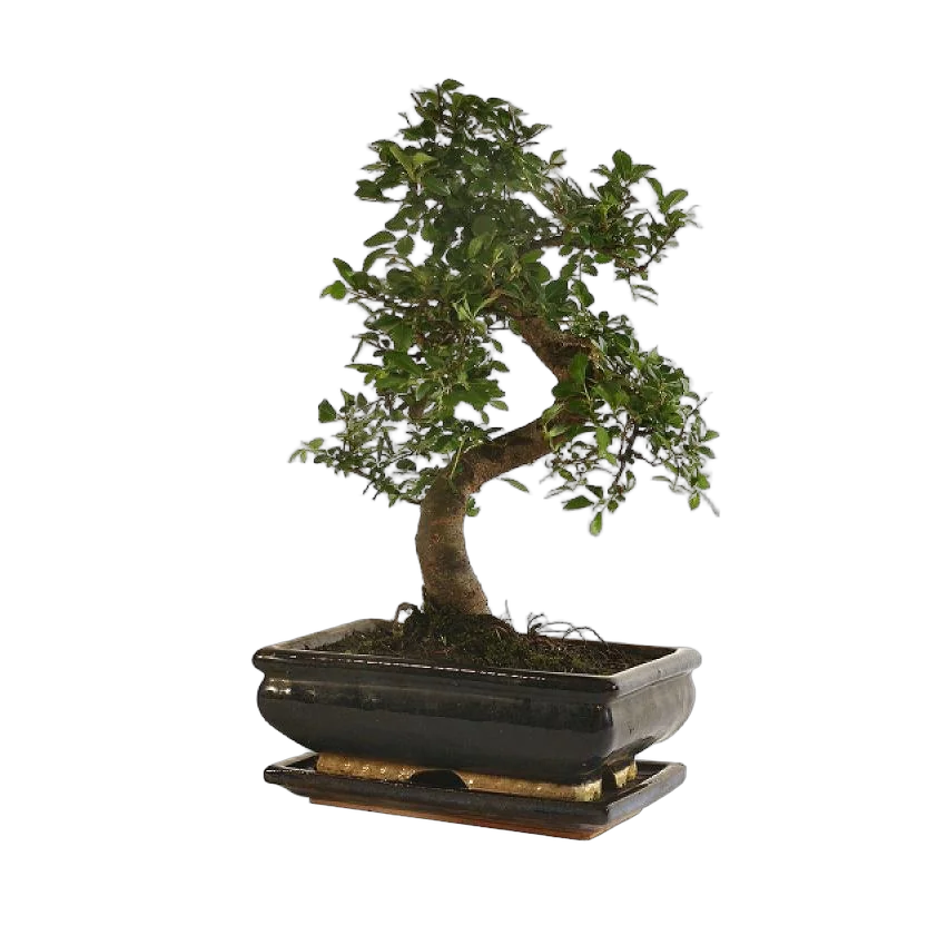 Бонсай Падуб, Дуб каменный, илекс - Bonsai Quercus ilex D20 H35