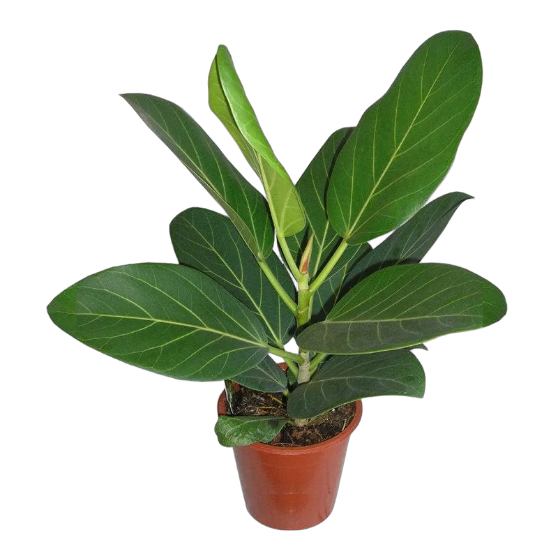 Фикус Бенгальский Андрей - Ficus benghalensis Audrey D12 H25