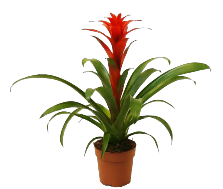 Гусмания красная - Guzmania Calypso D10 H45