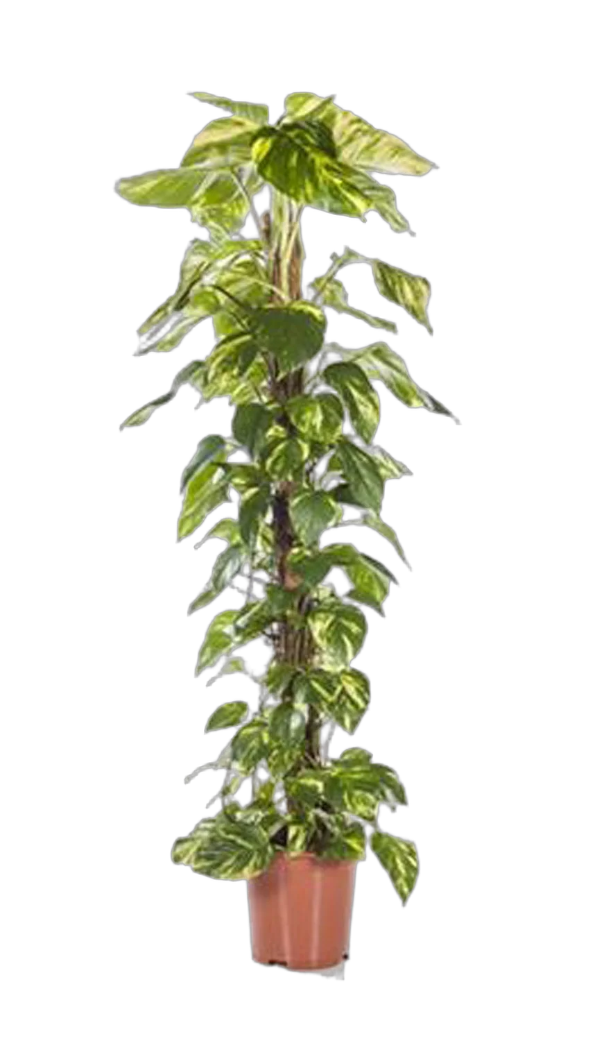 Эпипремнум перистый - Epipremnum Pinnatum Mosspole D30 H150