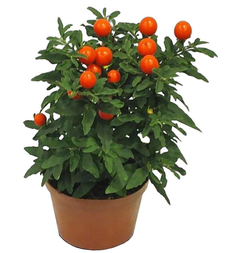 Соланум Паслен ложноперечный - Solanum D12 H30