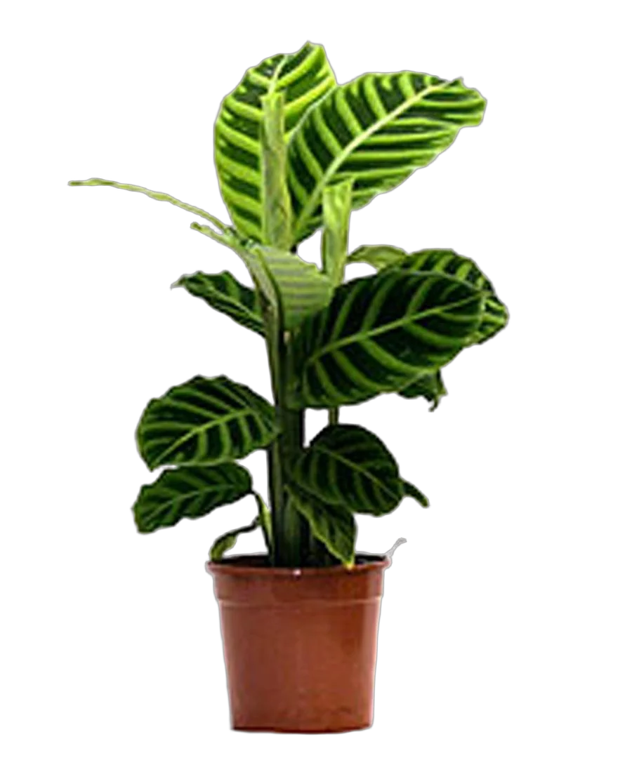 Калатея зебровидная - Calathea zebrina D14 H35