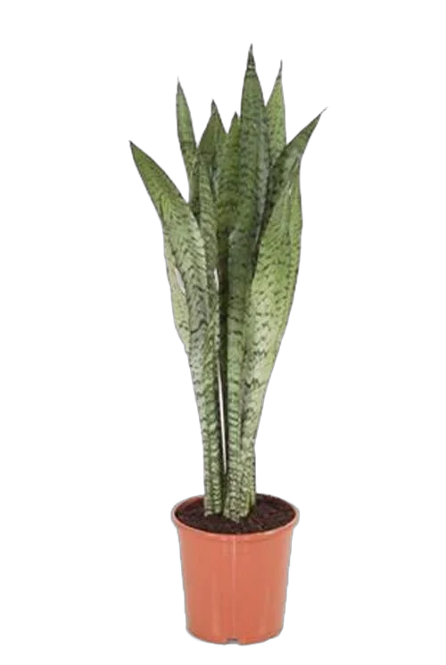 Сансевиерия зейланика - Sansevieria Zeylanica D15 H110