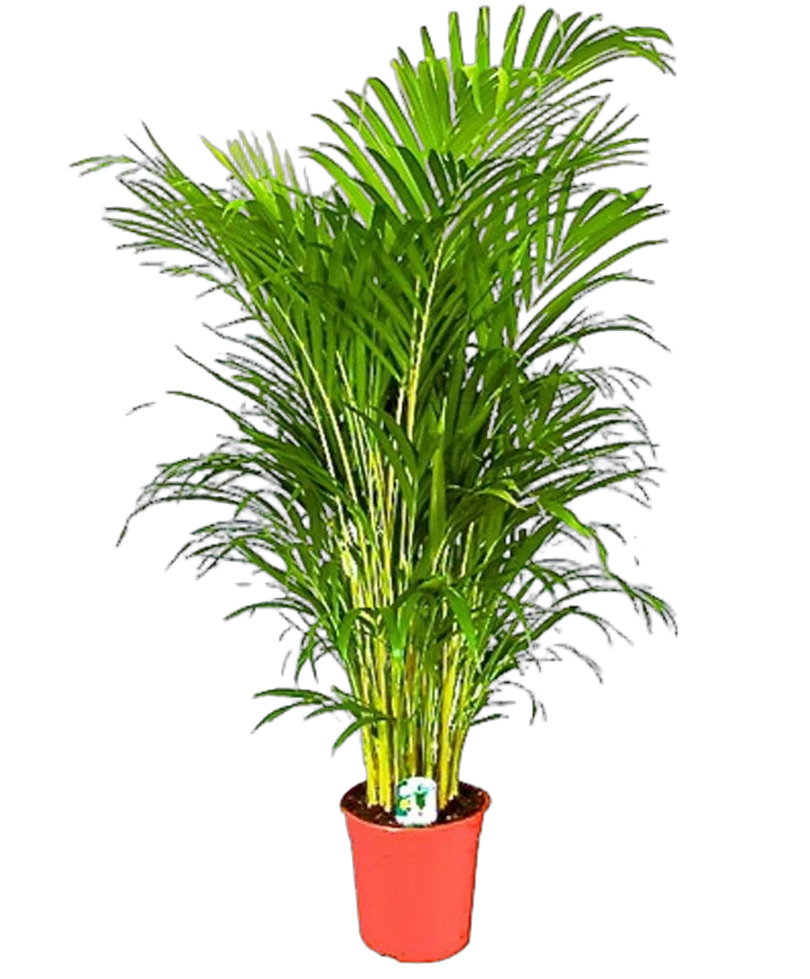 Пальма Арека D25 H170