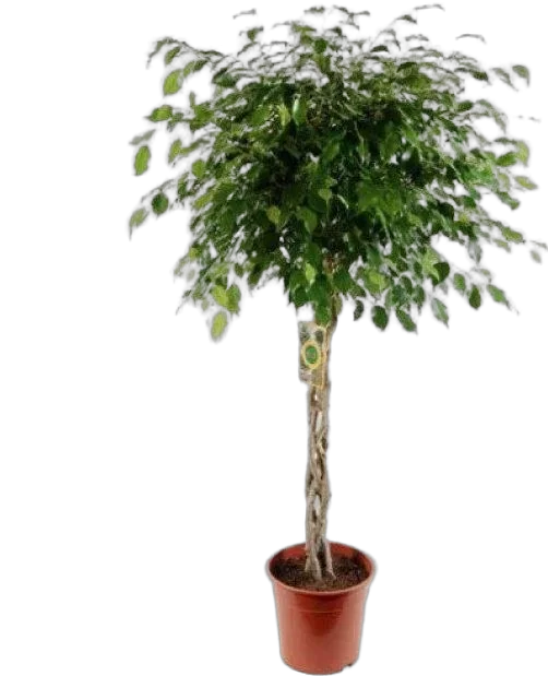 Фикус Бенджамина Экзотика Косичка - Ficus benjamina Exotica D24 H140