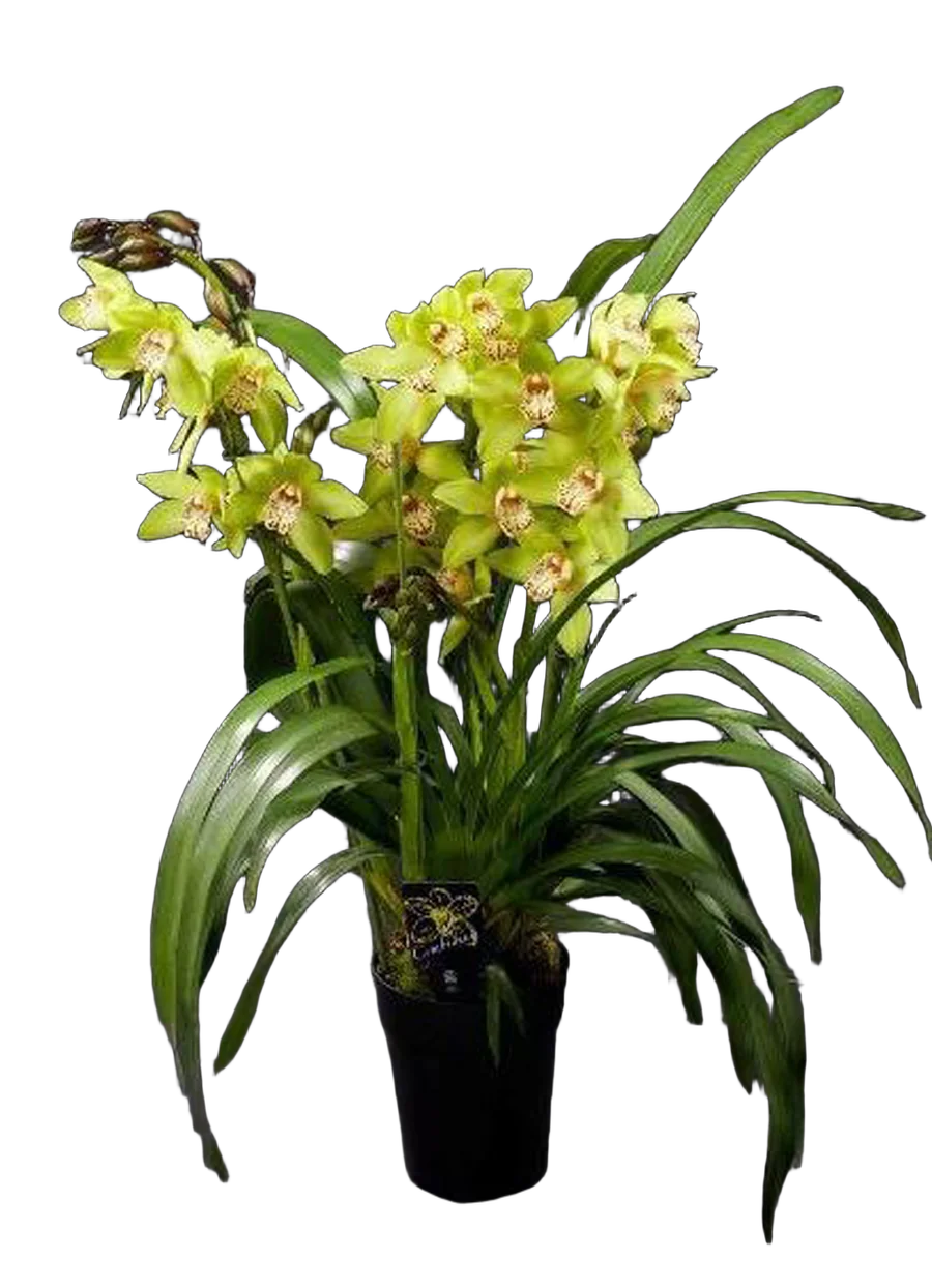 Цимбидиум Baltic Honey - Cymbidium  D18 H90